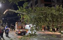 Kocaeli'de çınar ağacının kopan dalı tramvay seferlerinin aksamasına neden oldu