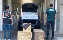 Ticaret Bakanlığı ekiplerince Hamzabeyli Gümrük Kapısı'nda 4 yaban hayvanı kurtarıldı