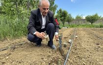Hakkarili çiftçi ata tohumlarını koruyup verimli ürünler yetiştiriyor