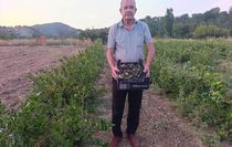 Nallıhan'da Aronya Hasadı: İlaçsız Üretimden İlk Meyveler