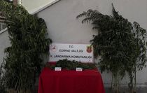 Uzunköprü'de kamu arazisine hint keneviri eken şahıs tutuklandı