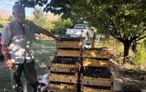 Cimin Üzümü Hasadı Başladı: Kilosu 200 TL