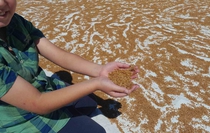 Karapınar'da Geleneksel Kışlık Bulgur Hazırlığı Başladı