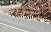 Tunceli’de dağ keçisi avı süresiz yasaklandı