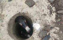 Elazığ Karakoçan'da kuyuya düşen eşek, itfaiye ekiplerince halatla kurtarıldı