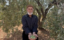 Gaziantep Oğuzeli'nde yeşil zeytin hasadı başladı, kilosu 100 liradan satılıyor