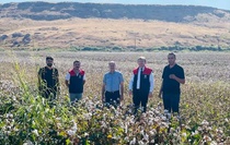 Şırnak Cizre'de pamuk hasadında biçerdöver denetimi ve verim tespiti yapılıyor