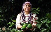 Adana'da 5 bin dönümde avokado hasadı sürüyor, kilosu 110 TL'ye geriledi