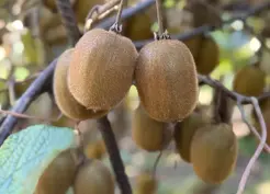 >Ordu'da Kivi Üretimi ve Ekonomik Katkıları Üzerine Açıklamalar