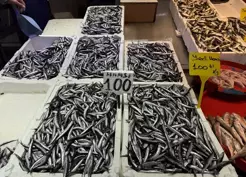 >Trabzon'da hamsi ve istavrit 100 liradan satılıyor