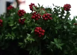 >Kırşehir'de aralık ayının en çok tercih edilen çiçeği kokina oldu