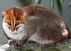 >Nesli tükendi sanılan kedi türü 30 yıl sonra ortaya çıktı