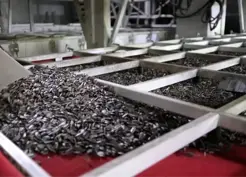 >Tek Bir Çekirdekten Ortak Büyümeye: Çin Ayçiçeği Çeşitleri Türkiye'de Kök Saldı