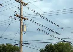 >Polonya'nın Krakow kentinde güvercinlere