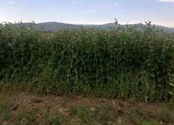 >Bayburt'ta yüzde 50 hibeli bezelye tohumu desteğinde başvurular 23 Mart'ta başlıyor