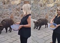 >Safiye Soyman kapısına dayanan domuzu elleriyle besledi