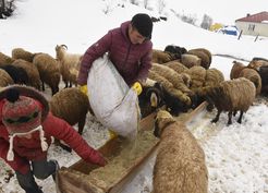 >Bitlis'te nisan karı, besicileri zor durumda bıraktı