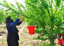 >Manisa'da 'Dumanlı Papaz Eriği' hasadı başladı