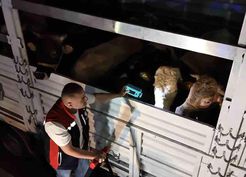 >Kurban Bayramı öncesi İstanbul'da sevk noktalarında yoğun mesai