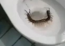 >Otel tuvaletinden çıkan dev yaratık dehşete düşürdü: