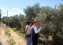 >Didim'de zeytin verim tespit çalışmaları başladı