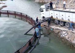 >İhraç edilecek 'Türk somonları' için yavru balıklar suya bırakıldı
