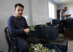 >Aydın'da enginar hasadı: Usta ellerden sofralara yolculuk