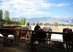 >Erzincan'da Kurban Bayramı hareketliliği başladı