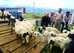 >Erzincan'da tulum peyniri için zorlu yayla yolculuğu başladı