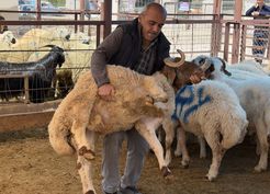 >Yahyalı'da hayvan pazarında hareketlilik sürüyor