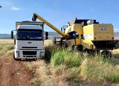 >Araban Ovası'nda arpa hasadı yapılmaya başlandı