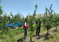 >Niğde'de dolu ve sağanak tarım arazilerine zarar verdi
