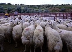 >Nevşehir'de besicilere damızlık koç dağıtıldı