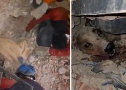 >Venezuela’daki felaketin ortasında umudun sembolü oldu: Enkaz altındaki köpek böyle kurtarıldı