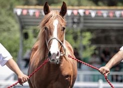 >TİGEM, 58 safkan Arap tayının satışından yaklaşık 40 milyon lira gelir elde etti