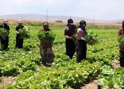 >Konya'da marul bolluğu fiyatları düşürdü