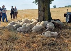 >Edirne'de yıldırım düşen ağacın altındaki 30 koyun öldü