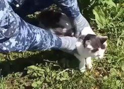>Rusya’da cezaevine uyuşturucu taşıyan kedi yakalandı
