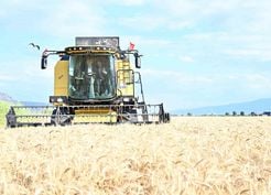 >Denizli Valisi Köşger, Yerli Hububat Çeşitlerinin Hasadına Katıldı