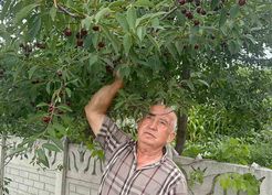 Vişne hasadı 80 liradan başladı