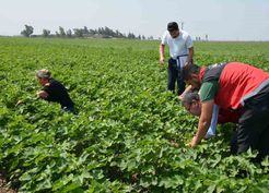 Hatay'da Tohum Gelişimi Sahada Kontrol Edildi