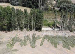 Yozgat'ta kavak kesimi: Gelenekten geleceğe