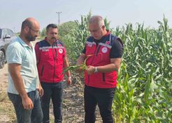 Hatay'da Mısır Hasadı Devam Ediyor: Tarım Müdürü Üreticiyi Ziyaret Etti