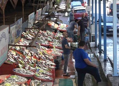 Yalova Balık Hali’nde fiyatlar düşüşe geçti