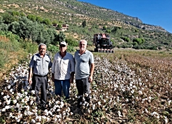 Söke Ovası'nda sezonun ilk pamuğu sembolik fiyatla satıldı