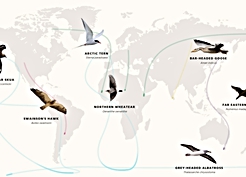 BirdLife raporuna göre 200 göçmen kuş türü nesli tükenme tehdidi altında bulunuyor