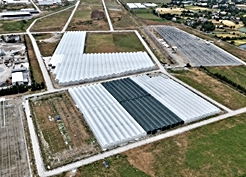 Samsun-Bafra Sera Organize Tarım Bölgesi'nde 8 firma üretime başladı