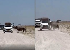 Turistlerin yüreği ağzına geldi! Bir tonluk dev hayvan arabayı parçalıyordu