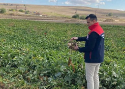 Üreticinin merakla beklediği haber geldi! Şeker pancarı alım fiyatı belli oldu