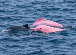 Nadir görülen pembe yunus Umman kıyılarında ortaya çıktı